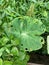 water on the taro leaves