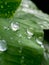 Water teardrop on blur leaf background