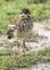 Water Thick Knee