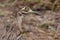 Water Thick-knee