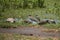 Water thick knee Burhinus vermiculatus water dikkop Burhinidae Tanzania Lake Manyara