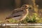 The water thick-knee Burhinus vermiculatus, or water dikkop standing on the shore