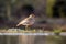 The water thick-knee Burhinus vermiculatus, or water dikkop standing on the shore