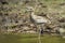 Water thick-knee in Kruger National park, South Africa