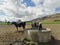 Water though  with Holstein-Friesian cow in summer crop field  .