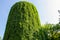 Water tower covered with wild grapes in Askania Nova