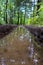 Water in traces of tires on the forest road