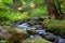 Water Tumbling Over Peaceful Forest Creek