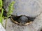 The water turtle having a rest on a stone