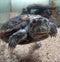 A water turtle in its aquarium