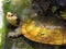 Water turtle Malayan flat-shell turtle, Notices platynota