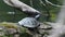 Water turtle in a riverside forest in austria
