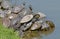 Water turtles family