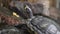 Water Turtles in Natural Lake at Park. Closeup of a Black Yellow Turtle Standing on a Green Mossy Patch of Dirt, Being Showered by