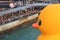 Water, vertebrate, bird, duck, leisure, fun, endurance, sports, ducks, geese, and, swans, recreation, race, waterfowl, crowd, tour