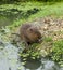 Water Vole