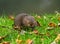 Water Vole