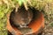 A Water Vole, Arvicola amphibius, in a pipe at the edge of water at the British Wildlife Centre.