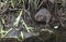 Water Vole Arvicola amphibius which is Britain`s fastest declining wild mammal.
