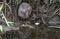 Water Vole Arvicola amphibius which is Britain`s fastest declining wild mammal.