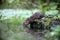 Water vole, Arvicola terrestris