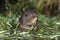 Water vole, Arvicola terrestris