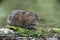 Water vole, Arvicola terrestris