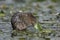 Water vole, Arvicola terrestris