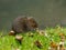 Water Vole Eating