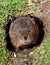 Water Vole on the riverbank