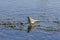 Water-wandering Charadrius hiaticula in Turkey