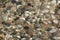 Water Washing Over Pebbles on a Lake Huron Beach