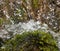 Water in a waterfall with algae