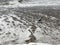 Water waves rushing in sand off the New Jersey Shore