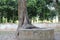 Water well with a big tree under