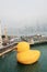 Water, yellow, transportation, waterway, bird, ducks, geese, and, swans, duck, sea, city, morning, sky, waterfowl, river