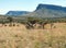 Waterberg Panorama.