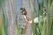 Waterbird (Podiceps cristatus) in distress because of a fisherman