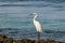 Waterbird standing on the shore surrounded by the sea under the sunlight with a blurry background