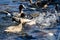 Waterbirds fighting for food.