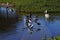 Waterbirds on a freshwater weir in tropical Queensland