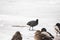 Waterbirds in a frozen Neris river
