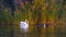 Waterbirds on lake on the background of reeds