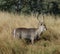 Waterbuck