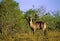 Waterbuck  12604