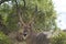 Waterbuck