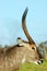 Waterbuck