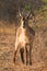 Waterbuck