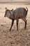 Waterbuck