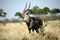 Waterbuck